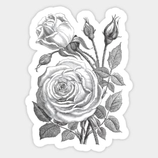 Rose Flowers Vintage Illustration Sticker